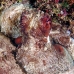 octopus_reef_nus_v_0705_png1897.jpg